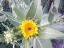 زنجبیل شامی