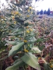 زنجبیل شامی