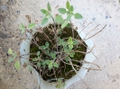 زرین گیاه