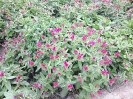 گاوزبان ایرانی