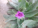 گاوزبان ایرانی