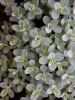 گل راعی