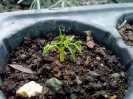 مورینگا الیفرا - Moringa oleifera