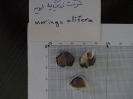 مورینگا الیفرا - Moringa oleifera