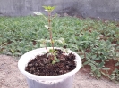 مرزنجوش کبیر