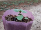 مرزنجوش کبیر