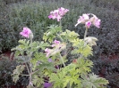 شمعدانی عطری