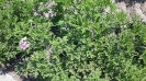 شمعدانی عطری