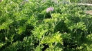 شمعدانی عطری