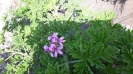شمعدانی عطری
