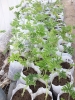 شمعدانی عطری
