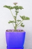 شمعدانی عطری