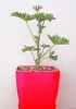 شمعدانی عطری