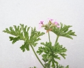 شمعدانی عطری