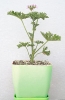 شمعدانی عطری