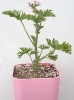 شمعدانی عطری
