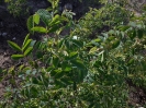 گل محمدی