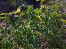 گل محمدی