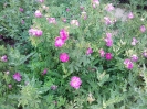 گل محمدی