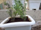 آویشن باغی