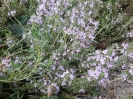 آویشن دنایی