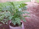 بابونه گاوی