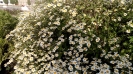 بابونه گاوی