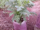 بابونه گاوی
