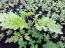 بابونه گاوی