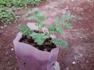 بابونه گاوی