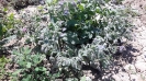 گاوزبان اروپایی