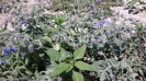 گاوزبان اروپایی