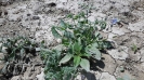 گاوزبان اروپایی
