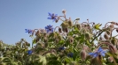 گاوزبان اروپایی