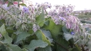 گاوزبان اروپایی