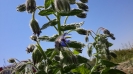 گاوزبان اروپایی