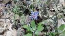 گاوزبان اروپایی