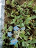 گاوزبان اروپایی