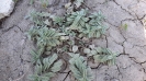 چای کوهی