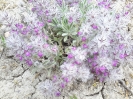 چای کوهی