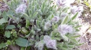 چای کوهی