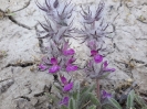چای کوهی