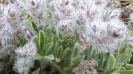چای کوهی