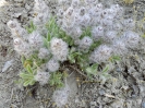 چای کوهی