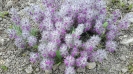 چای کوهی