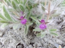چای کوهی
