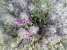 چای کوهی