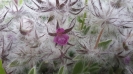 چای کوهی