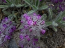 چای کوهی