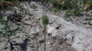 خواجه باشی